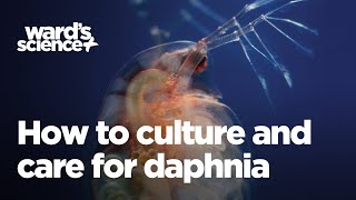 Caring and Culturing for Daphnia [upl. by Tasia716]