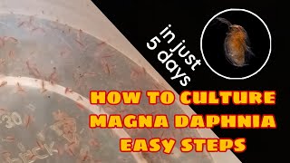 How to Culture Magna Daphnia Easily [upl. by Ianaj]