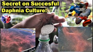 How to Culture Daphnia Successfully [upl. by Dollie]