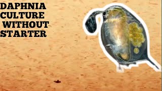 HOW TO CULTURE DAPHNIA NATURALLY WITHOUT A STARTER [upl. by Brigitte904]