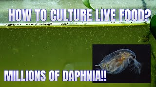 How to Culture Daphnia Secret Method to Breed MILLIONS  Simply Aquatic [upl. by Adnav923]