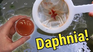 How I Culture Daphnia In Outdoor Tubs [upl. by Coe256]