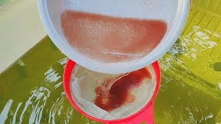 How to culture daphnia  Daphnia culture  How to grow daphnia outdoor [upl. by Paugh]