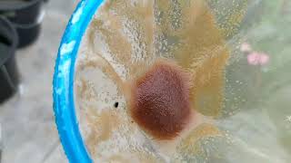 How to culture daphnia moina in a small container Part 1 English Subtitle [upl. by Nehgaem466]