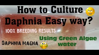 Daphnia MagnaHow to Culture Daphnia Easy wayCulturing Daphnia using Green water Daphnia [upl. by Adriane]