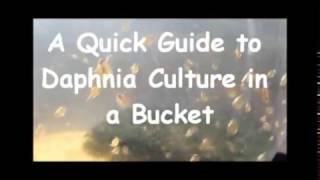 How to culture daphnia outside [upl. by Jobi]