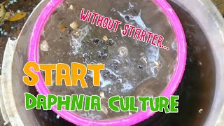 How to culture daphnia moina the easy way 1  Starting the Daphnia culture [upl. by Odlo]