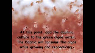 Daphnia  How to grow daphnia in your home [upl. by Nodyroc]