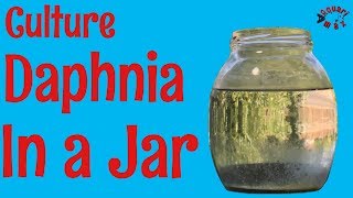 How to Culture Daphnia in a Jar [upl. by Sharon]