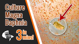 How to culture DAPHNIA MAGNA  The easy way [upl. by Rennug566]