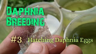 Daphnia Culture made simple and easy 3  Hatching Daphnia eggs [upl. by Favian]