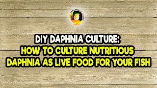 DIY Daphnia Culture How to Culture Nutritious Daphnia as Live Food for Your Fish [upl. by Enos]