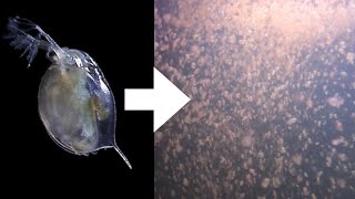 How I Culture Daphnia [upl. by Rizas]