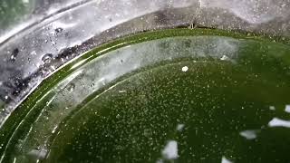 DAPHNIA MOINA CULTURE IN A SMALL BUCKET [upl. by Nitsirhc]