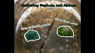 How To Culture Daphnia and Moinas using Green Water Spirulina powder [upl. by Eevets]