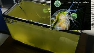 Raising Daphnia for the Freshwater Aquarium [upl. by Clementina]