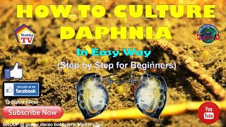 HOW TO CULTURE DAPHNIA In Easy Way [upl. by Atilehs]